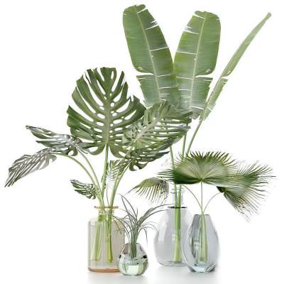 现代水生植物